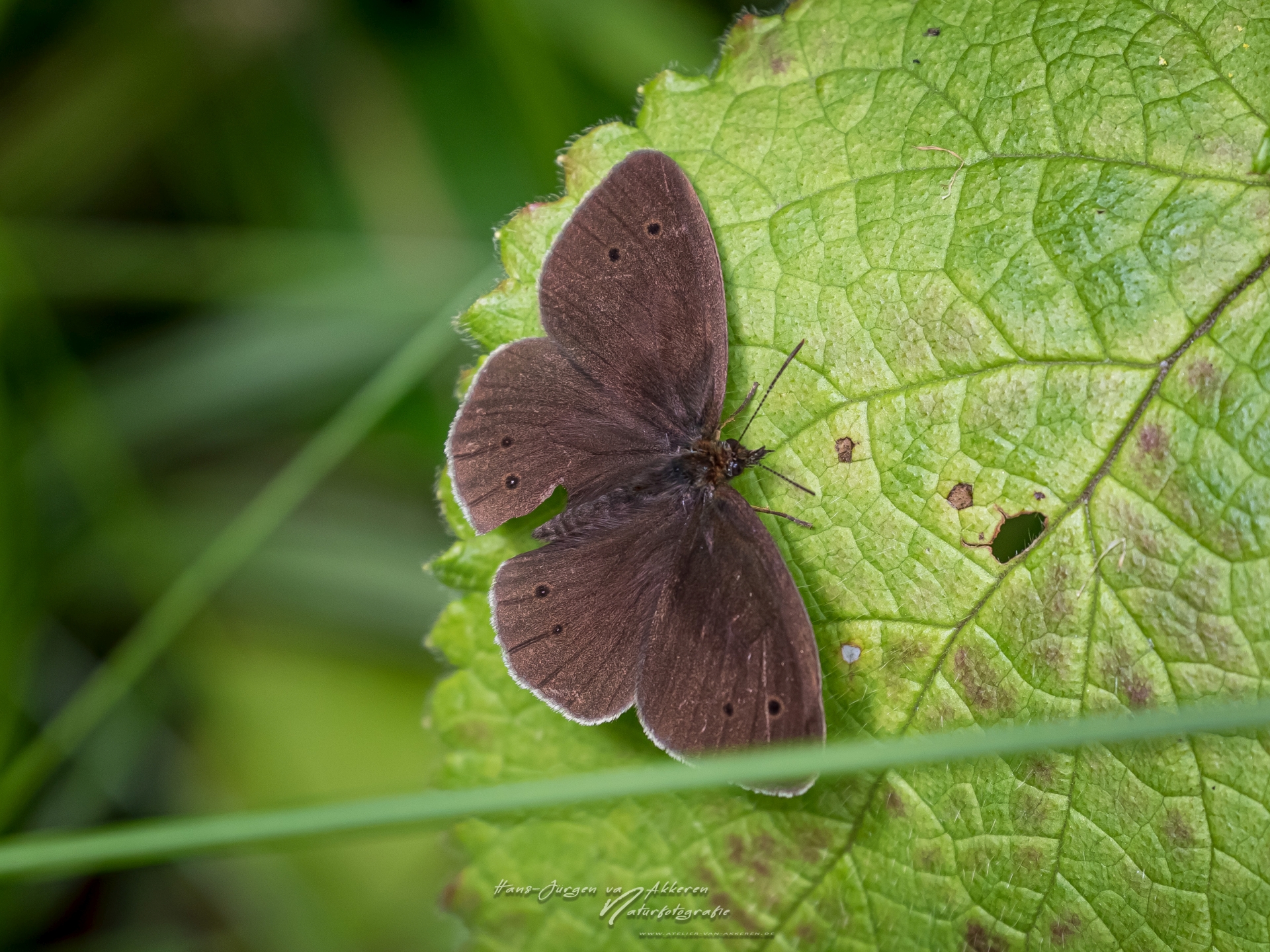 _DM45441 Braune Waldvogel - Aphantopus hyperantus
